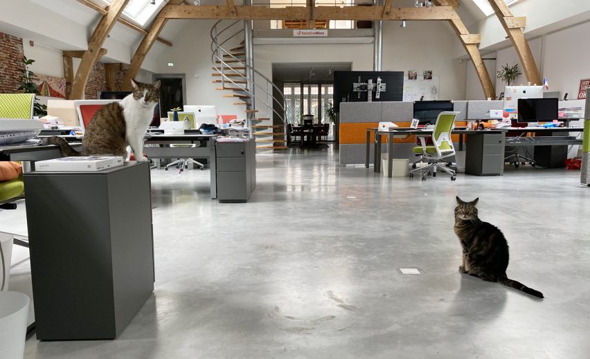 AssistiveWare's office cats Starsky and Hutch